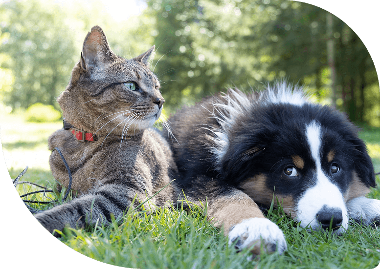 Perro y gato al cuidado de un cuidador en Mendoza