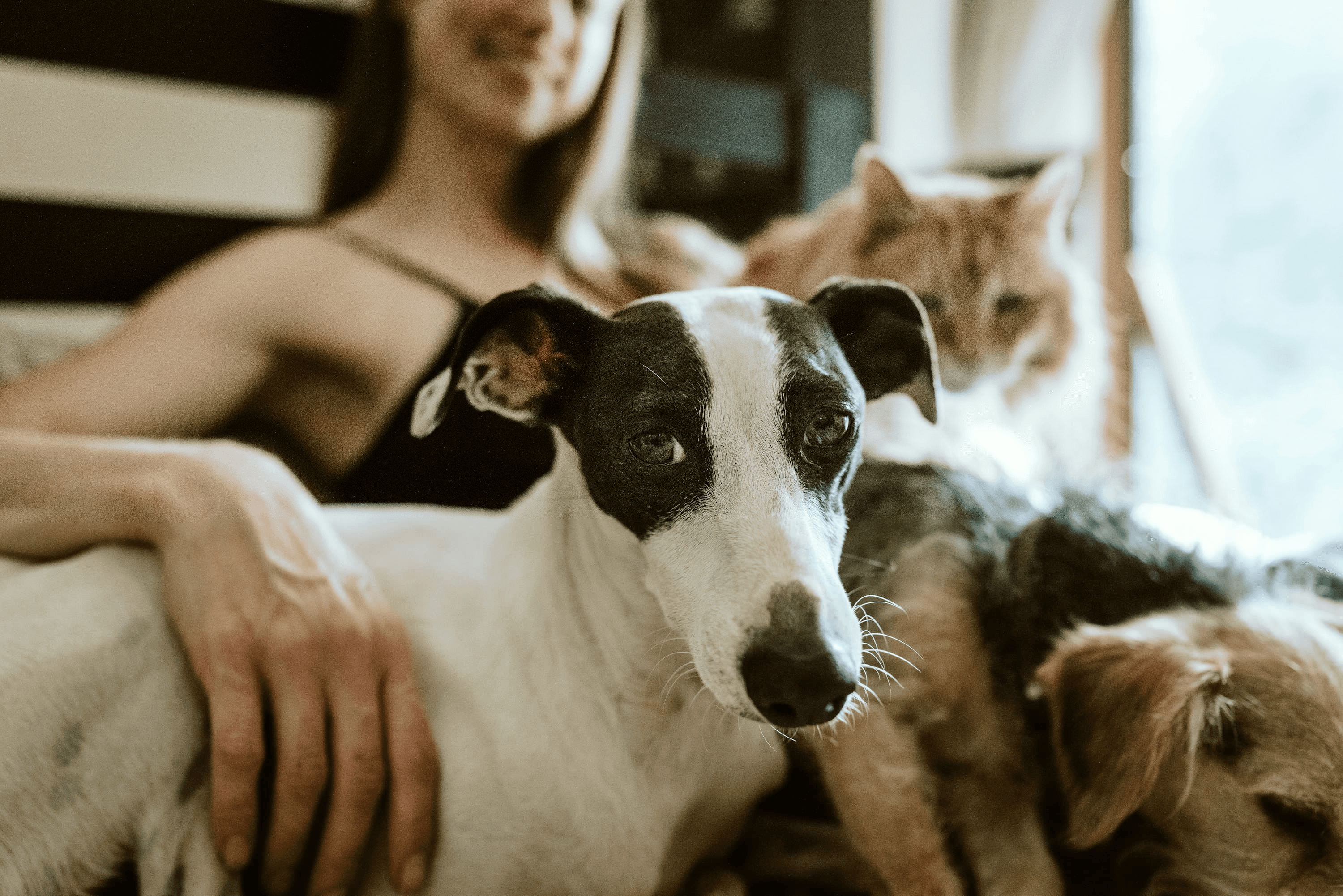 Cuidadora acompañada por perros y gatos en su hogar